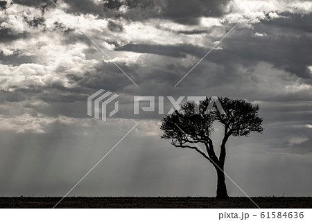 アフリカの木と薄明光線 アフリカの木と薄明光線 61584636