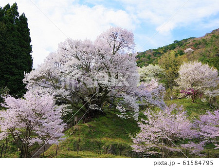 奈良県 佛隆寺 千年桜 奈良県 佛隆寺 千年桜 61584795