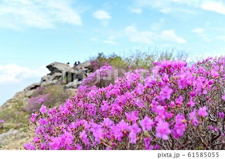 江原道 国立公園 山林庁 61585055