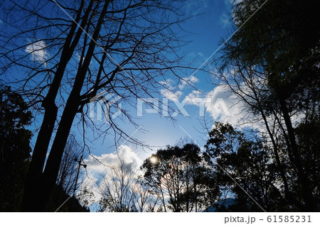 森の空 61585231
