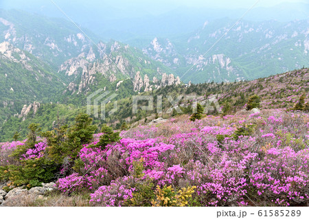 江原道 国立公園 山林庁 61585289