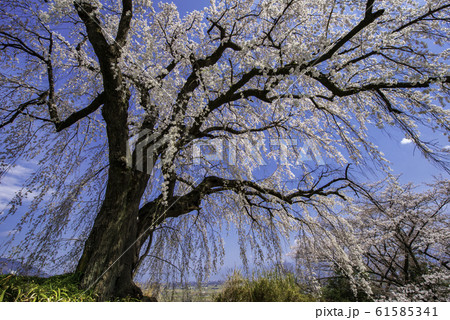 長野市 光林寺のシダレザクラ 長野市 光林寺のシダレザクラ 61585341