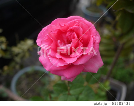 花 フラワー お花 61585435