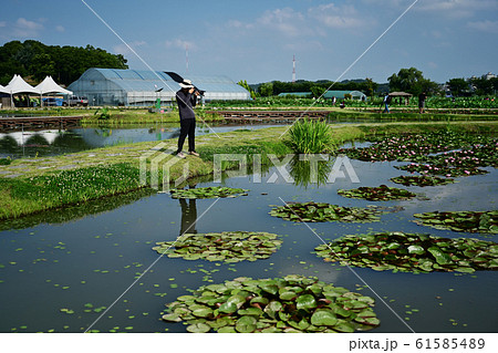 ホビー 旅行 写真撮影 61585489
