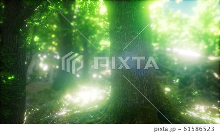 Morning in the Misty Spring Forest with Sun Rays Morning in the Misty Spring Forest with Sun Rays 61586523