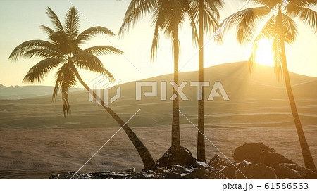 palms in desert at sunset 61586563