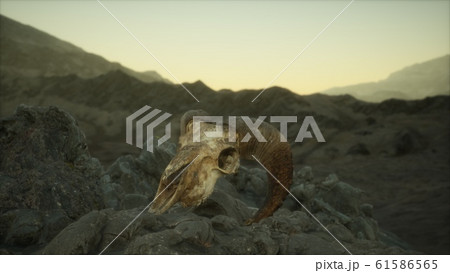 European mouflon ram skull in natural conditions 61586565