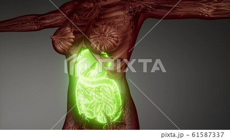 human digestive system parts and functions 61587337