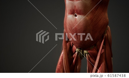 Muscular System of human body animation Muscular System of human body animation 61587438