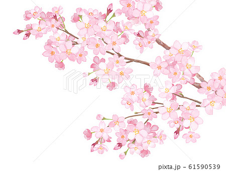 満開の桜の枝のクローズアップ 水彩イラストのイラスト素材