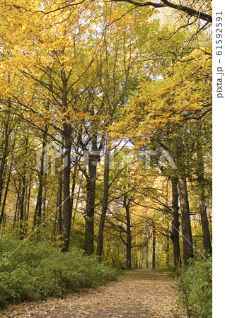 colors of autumn 61592591