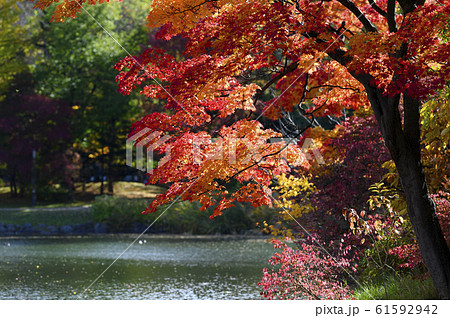 紅葉 池のほとり 紅葉 池のほとり 61592942