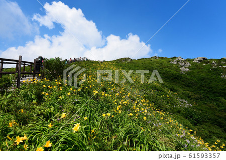 徳裕山 ヒャンジョクボン ニッコウキスゲ 61593357