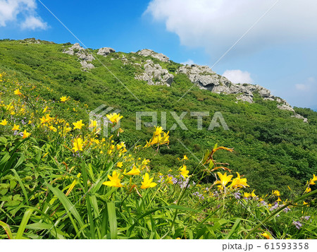 徳裕山 ヒャンジョクボン ニッコウキスゲ 61593358