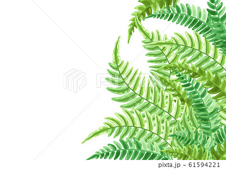 Background with fern leaves. 61594221