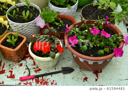 Balsamine flower sprouts in pot and shovel on working table. Vintage botanical background with plants, home hobby still life with gardening objects and nature outdoor. Balsamine flower sprouts in pot and shovel on working table. Vintage botanical background with plants, home hobby still life with gardening objects and nature outdoor. 61594483