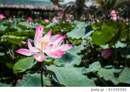 This beautiful waterlily or lotus flower is 61595092