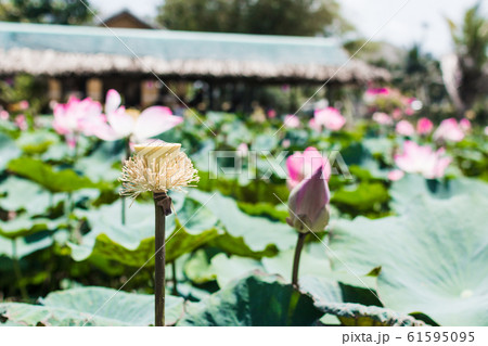 This beautiful waterlily or lotus flower is 61595095