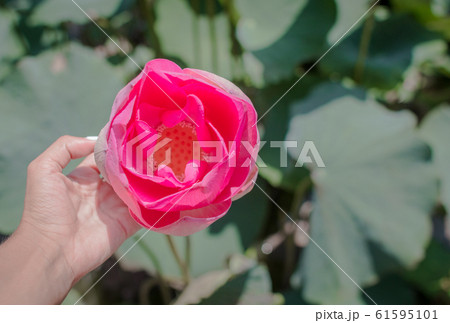 This beautiful waterlily or lotus flower is 61595101