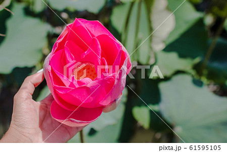 This beautiful waterlily or lotus flower is 61595105