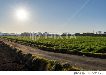 里山の朝 61595175