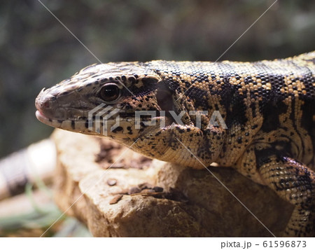 大型爬虫類ゴールデンテグー 大型爬虫類ゴールデンテグー 61596873