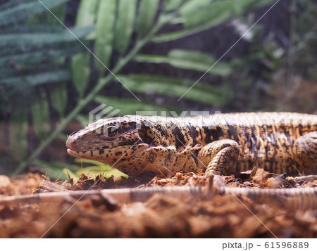 大型爬虫類ゴールデンテグー 大型爬虫類ゴールデンテグー 61596889