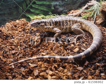 大型爬虫類ゴールデンテグー 61596902