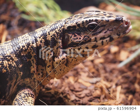 大型爬虫類ゴールデンテグー 大型爬虫類ゴールデンテグー 61596904
