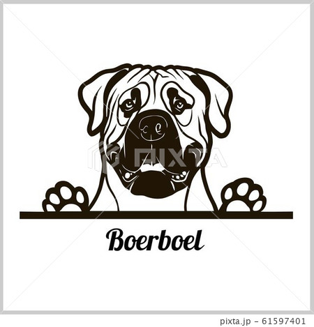 dog head, Boerboel breed, black and white illustration 61597401