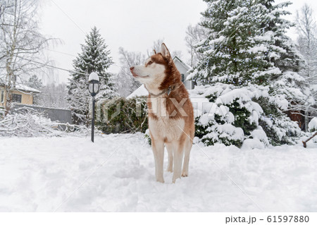Siberian Husky dog on snow. Cute pet 61597880