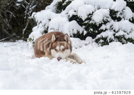 Red cute Siberian Husky dog lying on snow Red cute Siberian Husky dog lying on snow 61597929