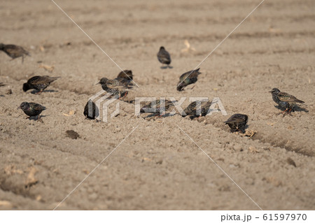 採餌するホシムクドリ達 61597970