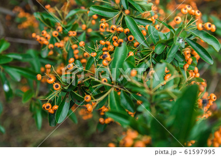 orange berries in the spring season. firethorn or pyracantha coccinea 61597995