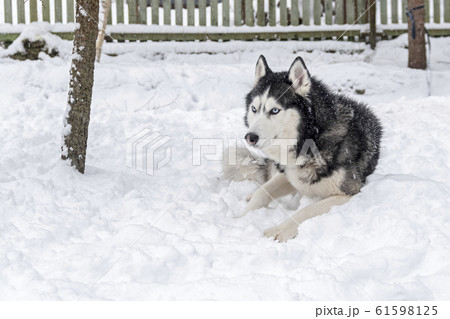 Siberian Husky dog lying on snow Siberian Husky dog lying on snow 61598125