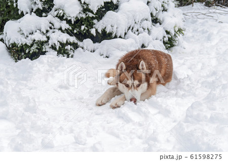 Siberian Husky dog lying in snow in winter forest. Siberian Husky dog lying in snow in winter forest. 61598275