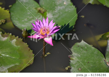池 レンコン 花言葉の写真素材