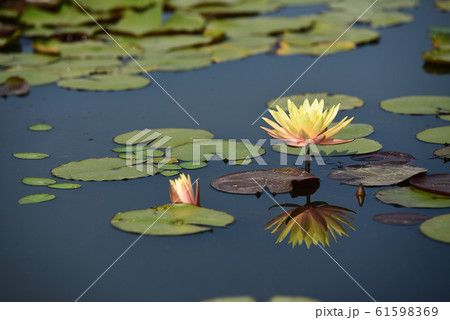 池 レンコン 花言葉の写真素材