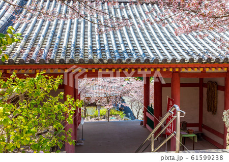 奈良壷阪寺の仁王門と桜 奈良壷阪寺の仁王門と桜 61599238