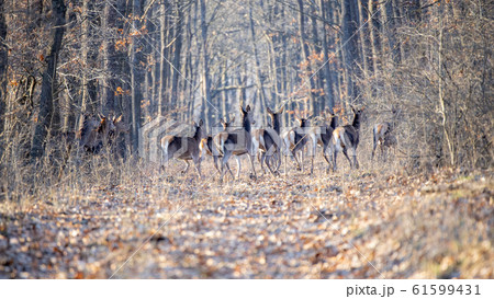 Red deer group in autumn in the forest. Autumn 61599431