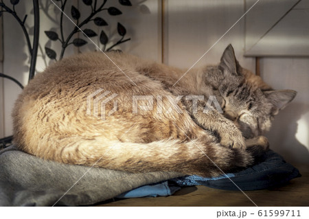 Sleeping cat. Cat curled up, sunny day light. 61599711