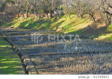 目黒区立駒場野公園 ケルネル田圃 目黒区立駒場野公園 ケルネル田圃 61599841