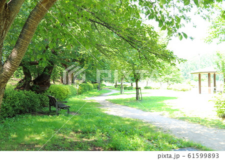 夏の日差しを避ける木陰と散歩道 ベンチのある公園の写真素材