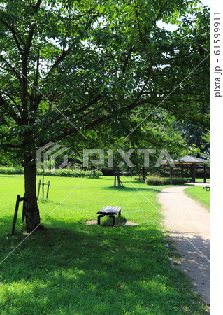 夏の日差しを避ける木陰と散歩道、ベンチのある公園 夏の日差しを避ける木陰と散歩道、ベンチのある公園 61599911