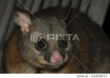 Brush Tailed Possum Raccoon In Kangaroo Islandの写真素材