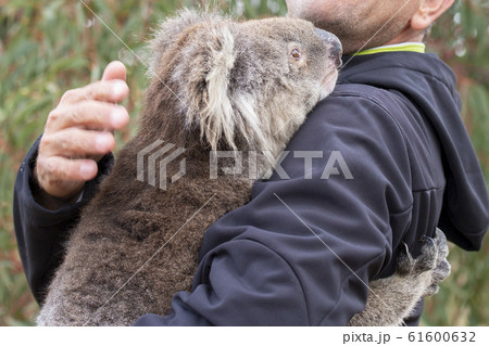 rescued koala in australia after bush fire 61600632