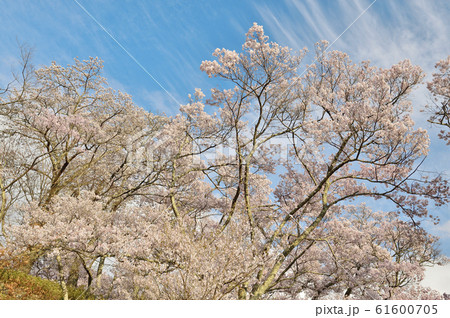 長野県伊那市 高遠城址公園の桜 高遠の桜 日本三大桜名所 の写真素材