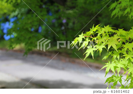 新緑のもみじの葉とアジサイ 新緑のもみじの葉とアジサイ 61601402