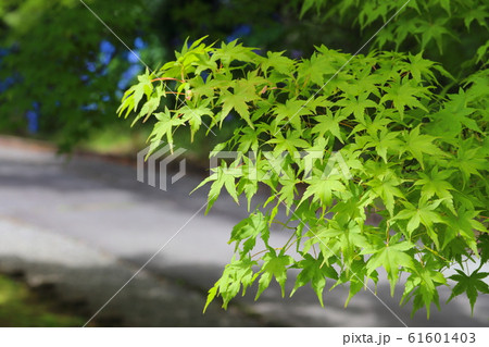 新緑のもみじの葉とアジサイ 新緑のもみじの葉とアジサイ 61601403