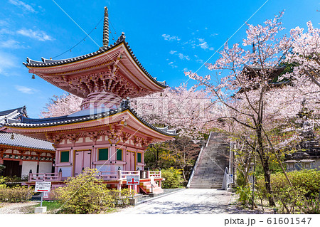 多宝塔と桜 奈良壷阪寺 61601547